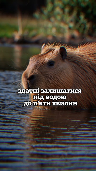 Цікавий факт про Капібар #факти #facts #наука #Капібари - YouTube