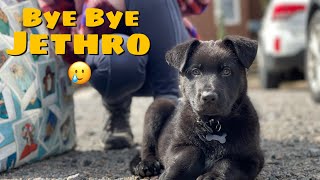 Bye Bye Jethro 🥲 by An Irie Shepherd 574 views 2 years ago 13 minutes, 3 seconds