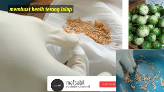 cara membuat benih terong lalap hijow dari buah ala rumahan