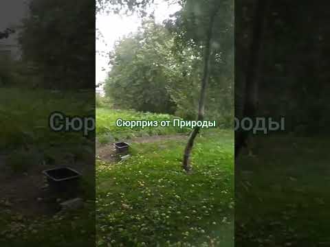Сюрприз подготовила природа. Прошел ураган и почти все яблоки осыпались. #природа #монтажвидео