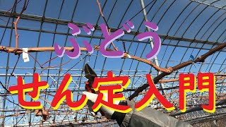 【ぶどうの栽培入門】＃１　定植１、２年目の若木のせん定（短梢）【シャインマスカット・ナガノパープル】