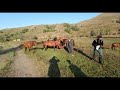 Laçın, Ələkçi kəndi - bizdən qalan atların balası atlar