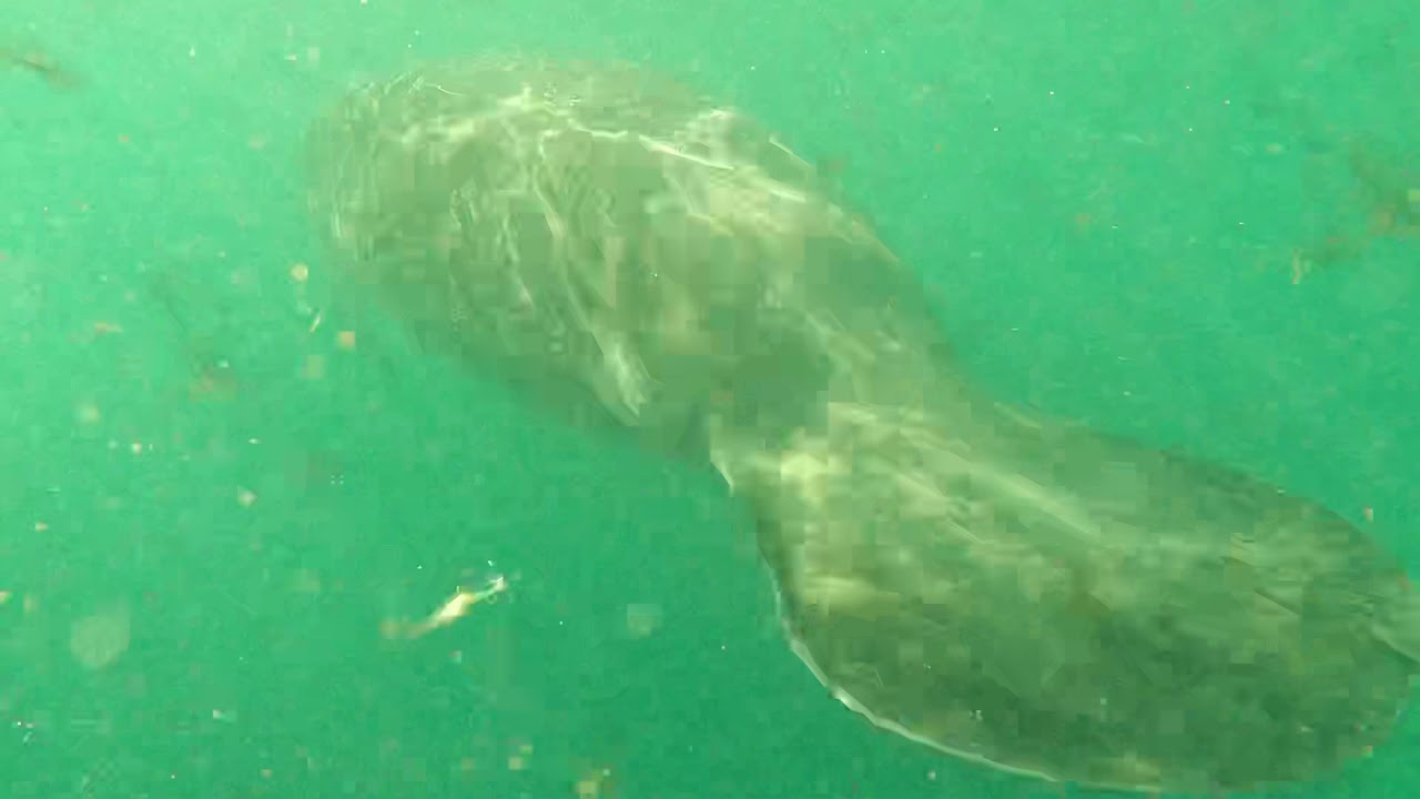 Hunter Springs Crystal River RAW 12/19/20