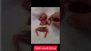 16th week pregnant baby size #16thweek #fetus #pregnancy screenshot 2