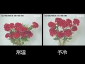 予冷した花を比較してみた(常温VS予冷)【久留米けいとう】JAうご