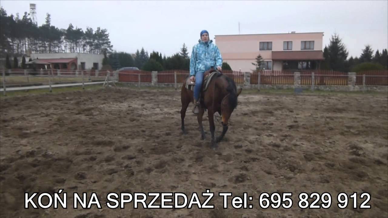 Koń Czystej Krwi Arabskiej Na Sprzedaż Youtube