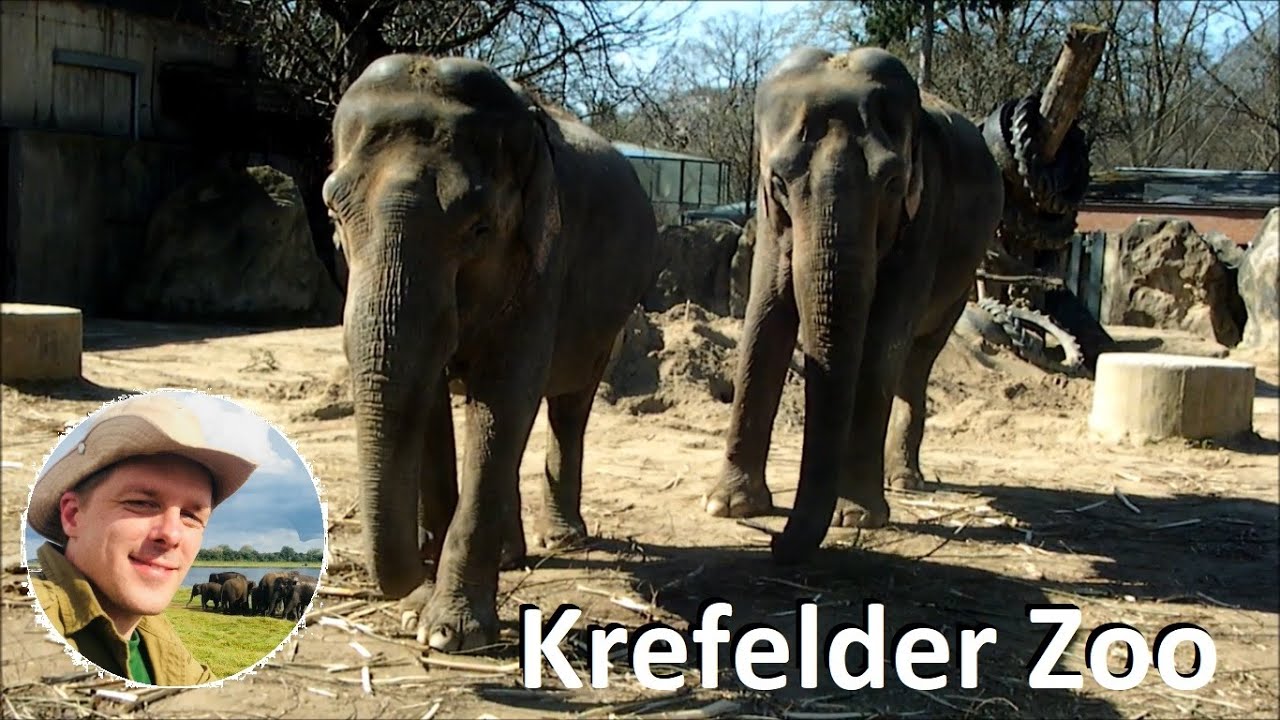 Wie geht es den Elefanten im Krefelder Zoo?