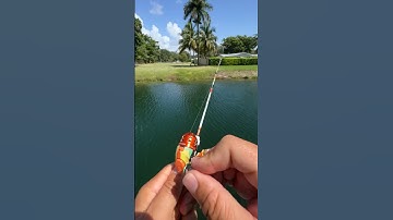 Kleine hengel versus grote vis