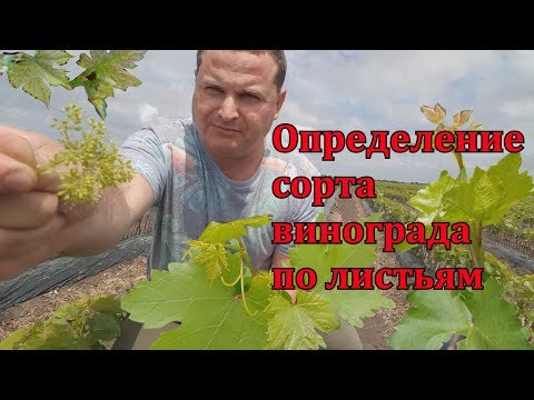 ОПРЕДЕЛЕНИЕ СОРТОВ ВИНОГРАДА ПО ЛИСТЬЯМ