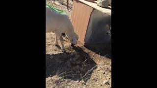 Köpekten Korkan Koç