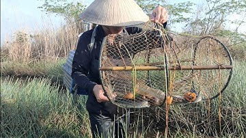 Thăm Lờ Cá " Dính 7 Con Cá Lóc Đồng Cá Trê Lai @TámCáVlog1979 