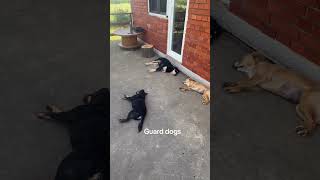 #streetdogs #guarddogs #sleepingdogs