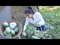 Pick Green Giant Eggplants For Cooking / Steamed Stuffed Eggplant Recipe / Cooking With Sreypov