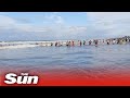 Viral video: Beachgoers form human chain to save drowning tourist, wins hearts