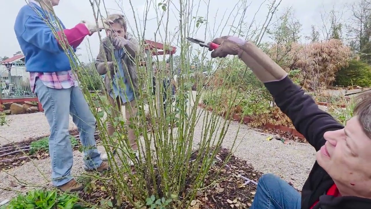 Pruning Roses Like I’m Mad at Them 🌹✂️