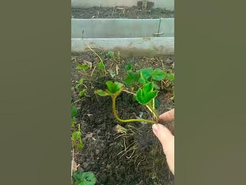 Пересаживаю клубнику весной, подкормка для урожая - YouTube