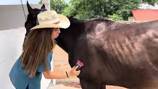 Manejo equino. Principios básicos