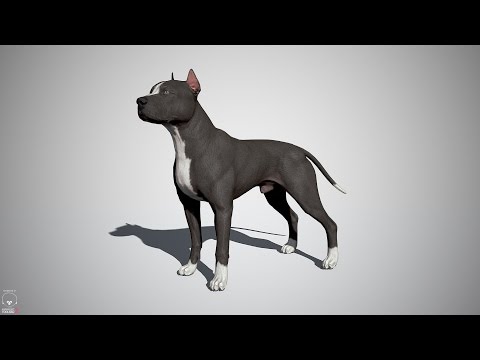 Pitbull Real-Time 3D Model