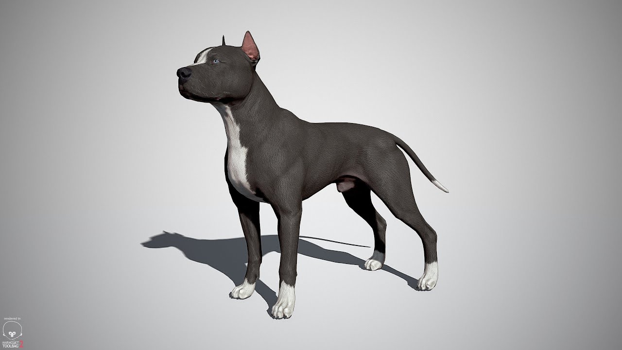 Pitbull Real Time 3d Model Youtube