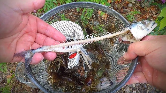 Homemade Trap for MICRO Crayfish (Easy DIY Trap!) 