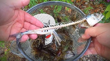 The Best Bait to Catch Crayfish! (Trapping Experiment!)