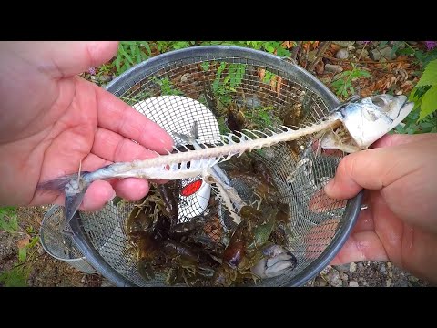 Video: Crayfish Catching Methods