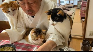 猫との暮らし。