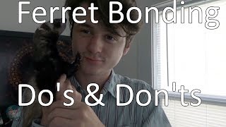 Bonding With Your Ferret  Do's and Don'ts of bonding with your ferret