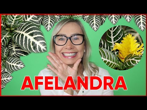 فيديو: Afelandra - الرعاية المنزلية