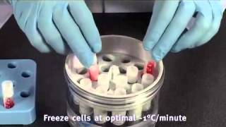 Thermo Scientific Nalgene Mr. Frosty Freezing Container