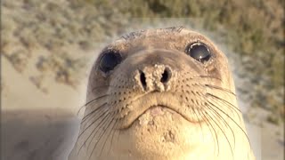 Cute Seals Doing Funny Things Compilation (Sea Doggos)
