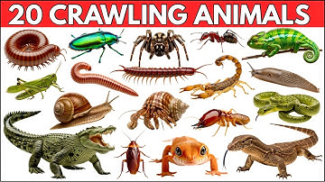 Reptiles and Crawling Animals for Kids | 20 Reptiles & Crawling Creatures With Sounds & Pictures