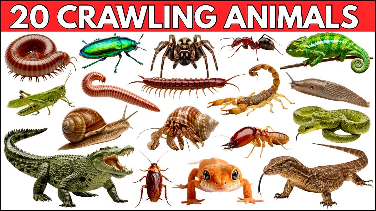 Reptiles and Crawling Animals for Kids | 20 Reptiles & Crawling ...