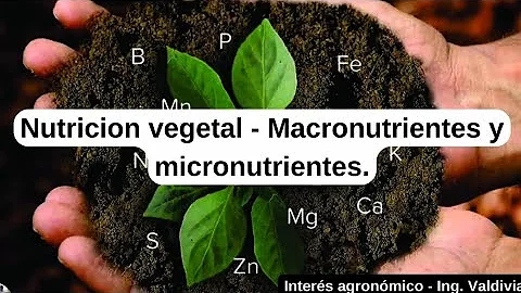 ¿Qué son los micronutrientes vegetales?