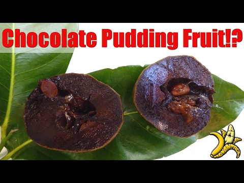 Chocolate Pudding Fruit?! The amazing Black Sapote!
