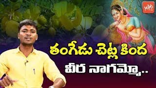 Download Lagu తంగేడు చెట్ల కింద వీర నాగమ్మో... జానపదం | Tangedu Chetla Kinda Veeranagamma Song | YOYO TV Music MP3 Download Lagu తంగేడు చెట్ల కింద వీర నాగమ్మో... జానపదం | Tangedu Chetla Kinda Veeranagamma Song | YOYO TV Music MP3
