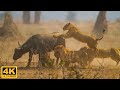 African Wildlife 4K: Collection of African Wildlife | Etosha National Park - Relaxing Nature Piano