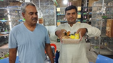 Lovebird Mutation aur Java Ka Behtreen Setup Albino Aur Crimino ki Booking Start in Urdu