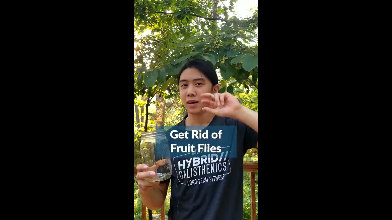You CAN Get Rid Of Fruit Flies My Friend 