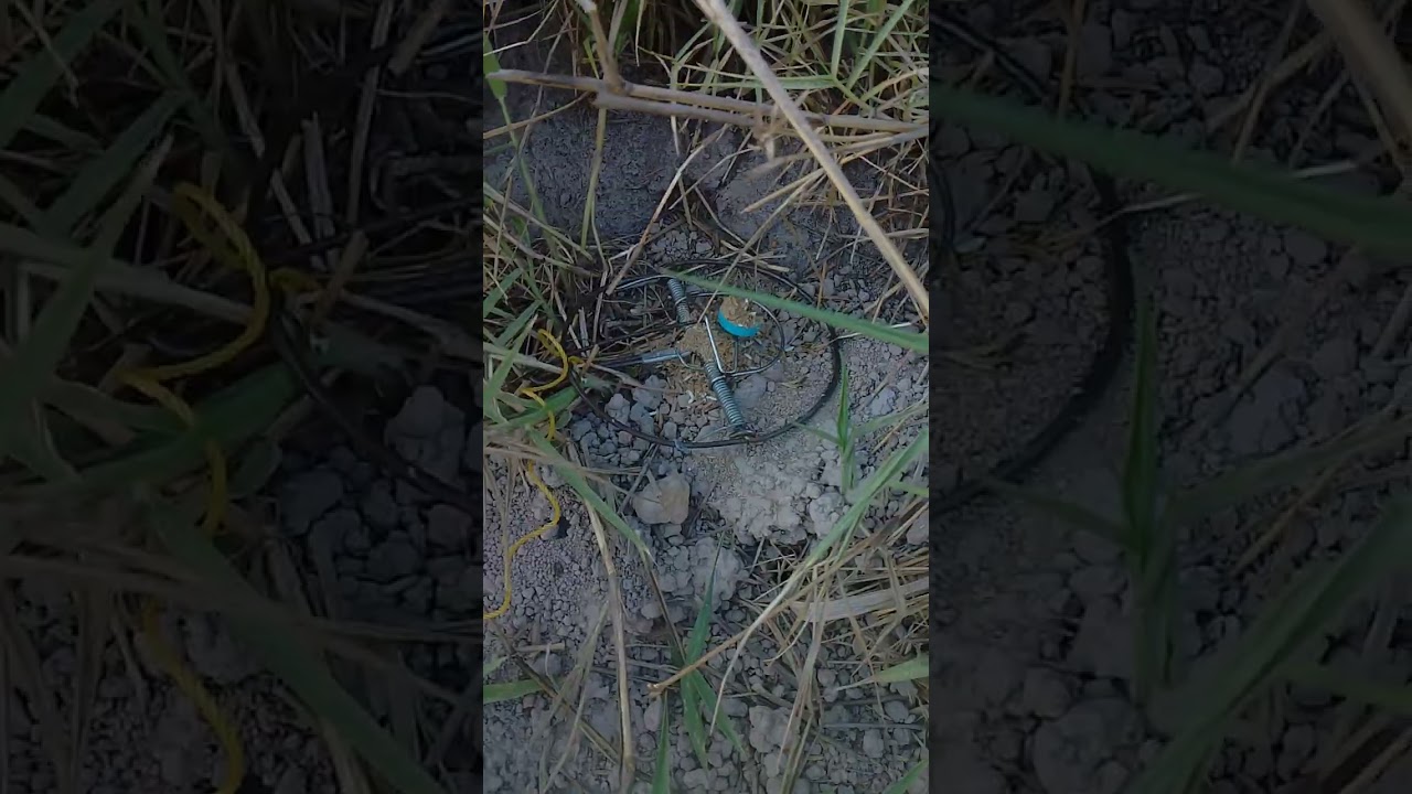 จะหมานรึว่าบ่อมีตัวรอรุ่นครับ🐭