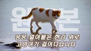 이것이 원본의 원본! '꽁꽁 얼어붙은 한강 위로 고양이가 걸어다닙니다' A cat walks on the frozen Han River !!THE ORIGNAL!!