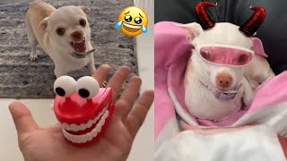 The most Angry and Funny Chihuahua Compilation #2 Of TikTok