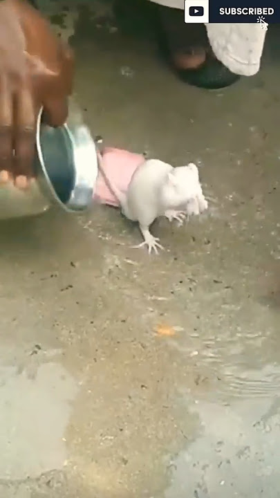 White rat is bathing 🚿 🐁#shorts #cute #whiterat ☺️