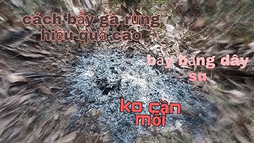 Cách bẫy gà rừng hiểu quả năm 2022