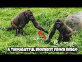 Ringo shows his gentle side by giving the branch to Mom 😆💕林戈把榕樹枝讓給媽媽，展現溫柔又貼心的一面