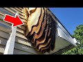 15 HUGE Bee Hives and Insect Colonies