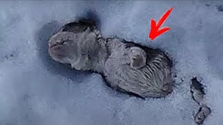 Man noticed a strange creature in the snow. Upon closer inspection, he screamed in horror!