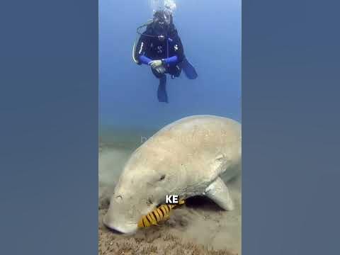 PERBEDAAN DUGONG DAN MANATEE⁉️IKAN DUYUNG⁉️ PUTRI DUYUNG⁉️ #shorts