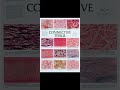 CONNECTIVE TISSUE 🔥