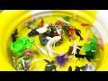 Un-boxing a variety of colorful aquarium fish,koi,glow-in-the-dark fish,betta fish#viralvideos#viral